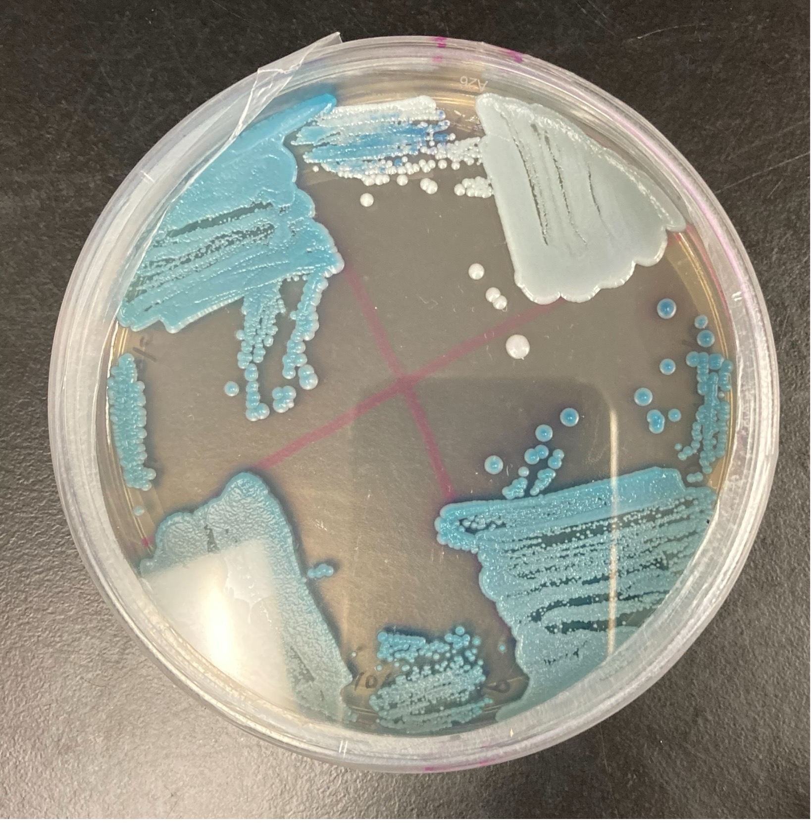 A petri dish with blue and white dots, dots are yeast colonies.