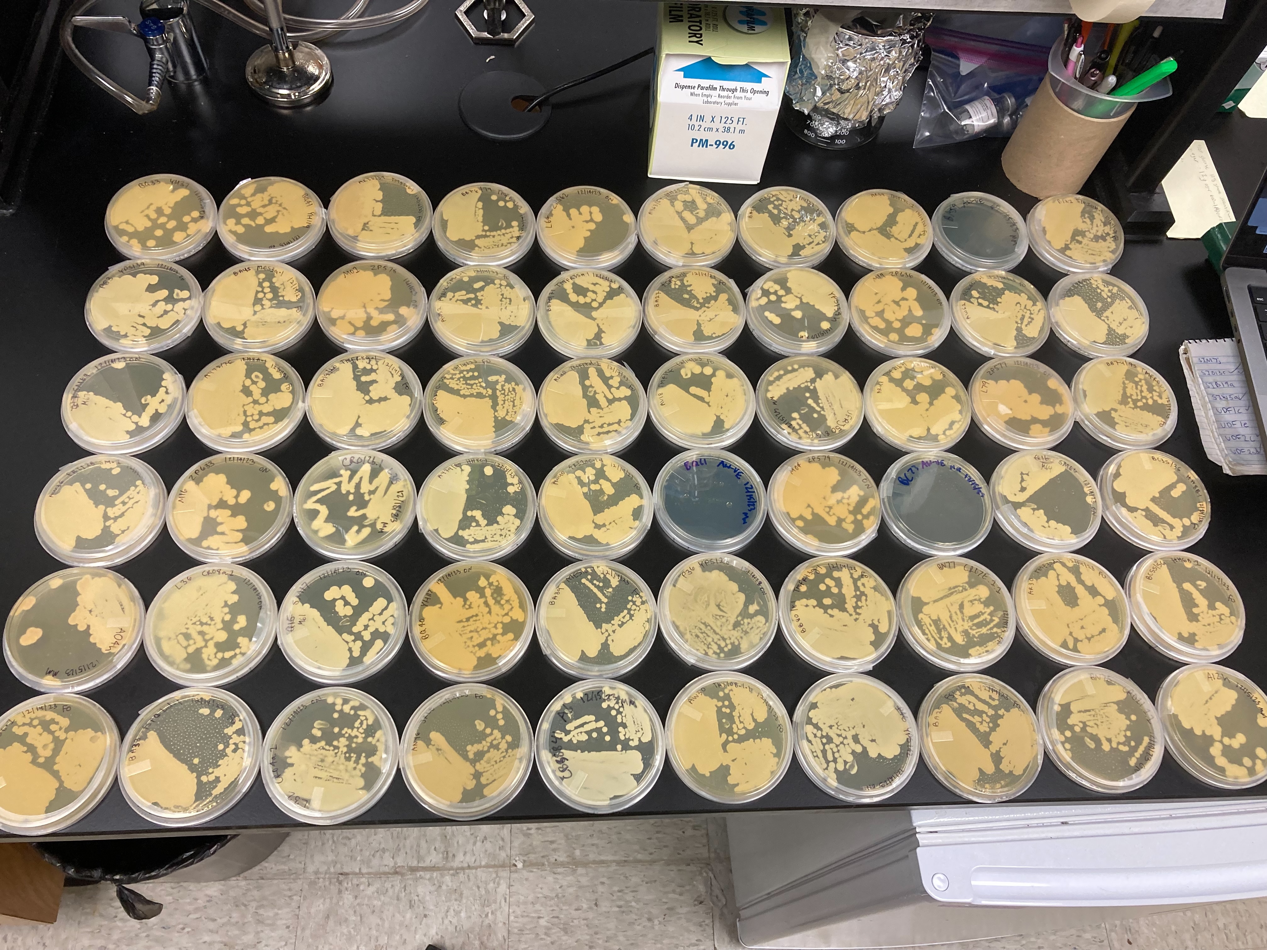 Picture of 60 petri dishes with white yeast colonies.